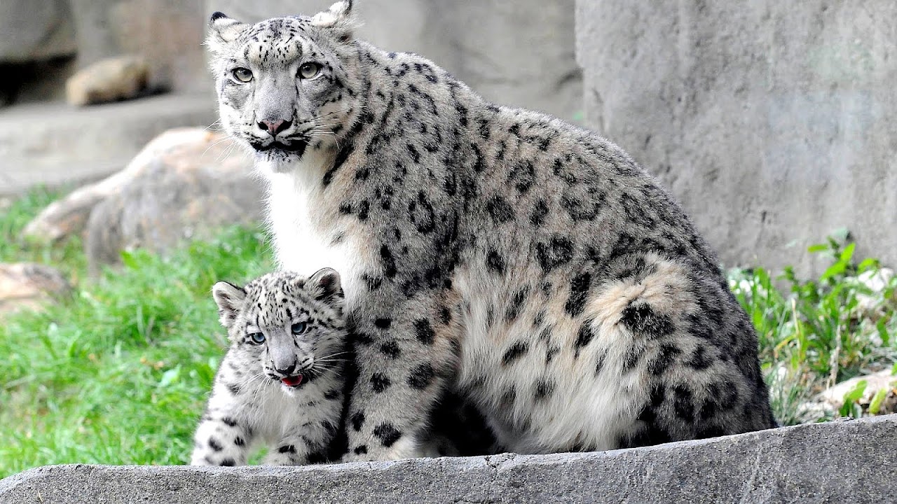 Facts About Endangered Snow Leopards