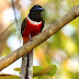 Malabar Trogon (Male)