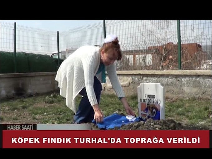  FINDIK İSİMLİ KÖPEK YAKALANDIĞI GENÇLİK HASTALIĞI NEDENİYLE 