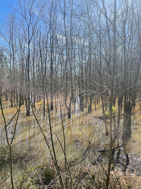 A view of the left hand side of the swamp as you walk towards the deck we haven't made it to yet. There are trees sitting in water about shin high - hundreds of them - getting ready to bud.