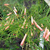 Russelia equisetiformis 'Salmon Pink'
