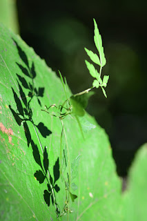 plant shadow on leaf