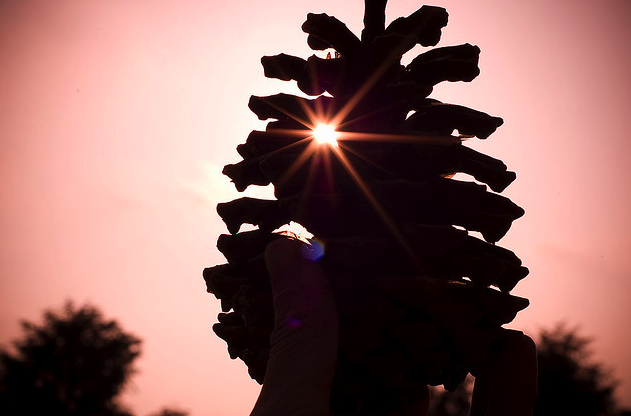 El Ojo del Cielo La Conexión magnética entre el Sol y la Glándula Pineal