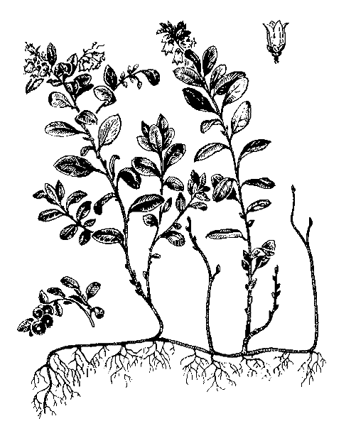 Брусника обыкновенная / Брусника (Vaccinium vitis-idaea)