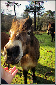 saying hello to Exmoor pony, National Trust Devil's Punch Bowl, Surrey Hills