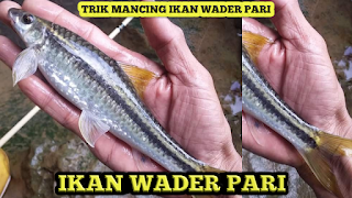 Ada trik dan cara khususnya mancing ikan Wader Pari. Apa itu?  Memastikan mata kail benar-benar tajam. Pasang umpan sedikit hanya di ujung mata kail saja, sehingga ikan benar-benar meraih ujung kal bukan pada pegangan. Sebelumnya bom atau memberi makan ikan Wader Pari agar  berkumpul dengan menggunakan umpan balik. Ikan Pari biasanya mencari makanan dalam sebuah cluster. Lempar umpan dan ditarik perlahan, para wader pari yang melihat umpan bergerak biasanya akan penasaran dan segera meraih umpan balik. Untuk kecepatan menarik bait silakan lakukan percobaan anda sendiri. Karena sangat sulit untuk dijelaskan dengan menggunakan kata-kata, hehe.