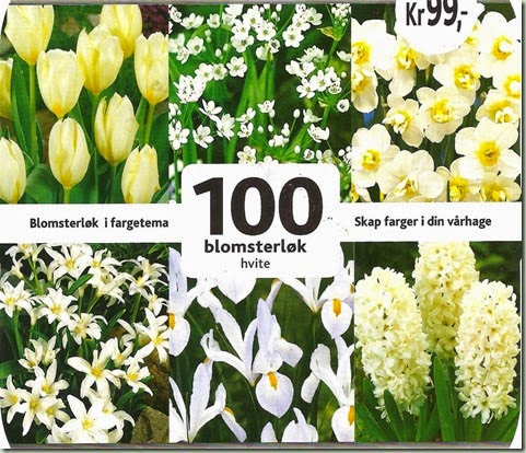 løkplanter 001