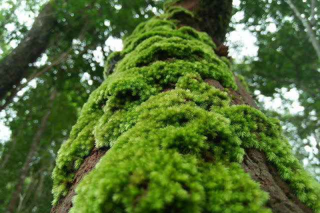 mae wang national park, maewang national park, mae-wang national park, mae-wang