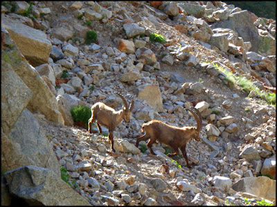 Pared del Titani, Val Ferret, Genepi2