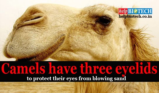 Did You Know: Camels have three eyelids !