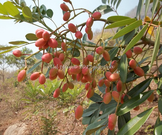 wild plum