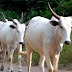 Breaking: 30 Dead Cows Get Mass Burial In Ondo As Health Workers Monitor Community Markets