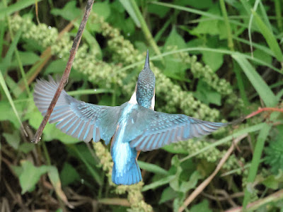 カワセミ幼鳥のホバリング 3/3 黒目川 Canon EOS R7にて撮影