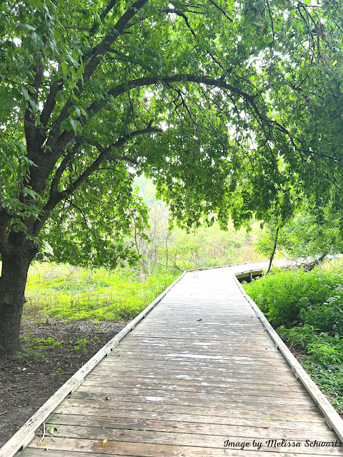 A boardwalk angles under a tree and through the wetlands at Bay Beach Wildlife Sanctuary.