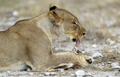 Heartwarming snaps show lion bonding with the little antelope