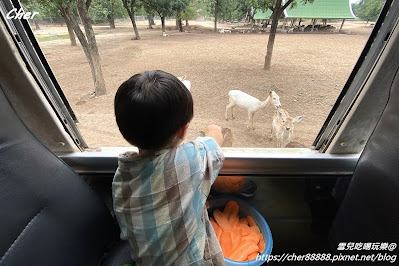 原來這才是動物園！一秒置身非洲草原 零距離體驗餵食樂趣 輕鬆