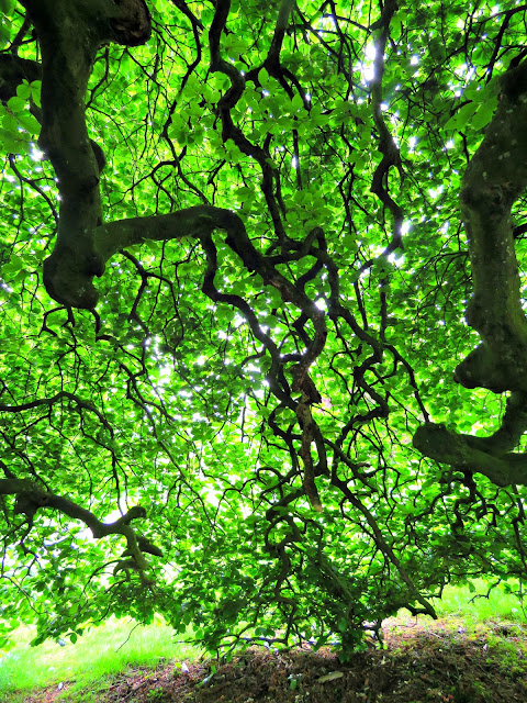 Parkanaur Forest Park Parasol Beech Trees