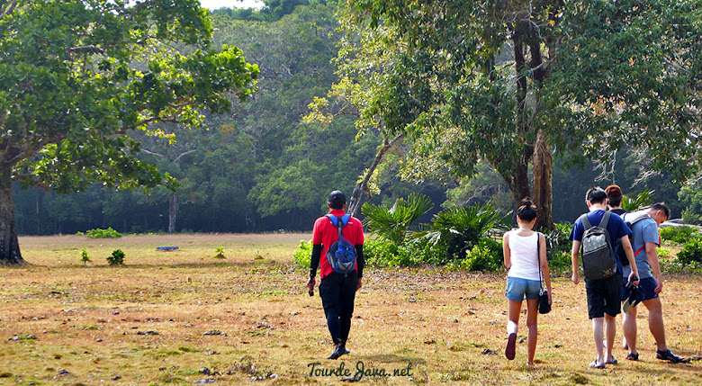 safari satwa di savana cidaon ujung kulon