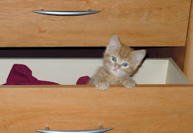 funny cats, cute cat pictures, kitten in drawer