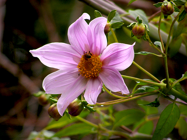 blooming pink dahlia with many buds and bee