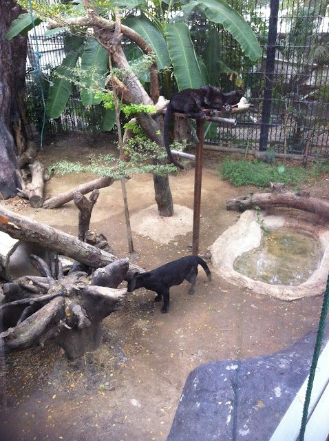 Panther, Dusit Zoo, Bangkok, Thailand