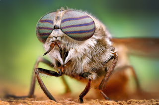 Insect wallpaper face