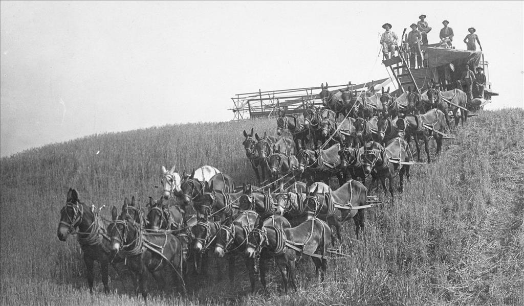 https://technovision98.blogspot.com/2024/07/the-role-of-agricultural-tractors-in.html