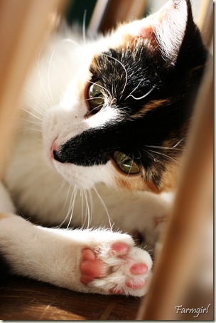 Puddles 1