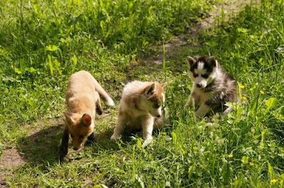 Rare Pets Seen On www.coolpicturegallery.us