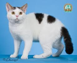 American Wirehair Cats Breeds