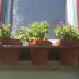 Window flower pots (box)