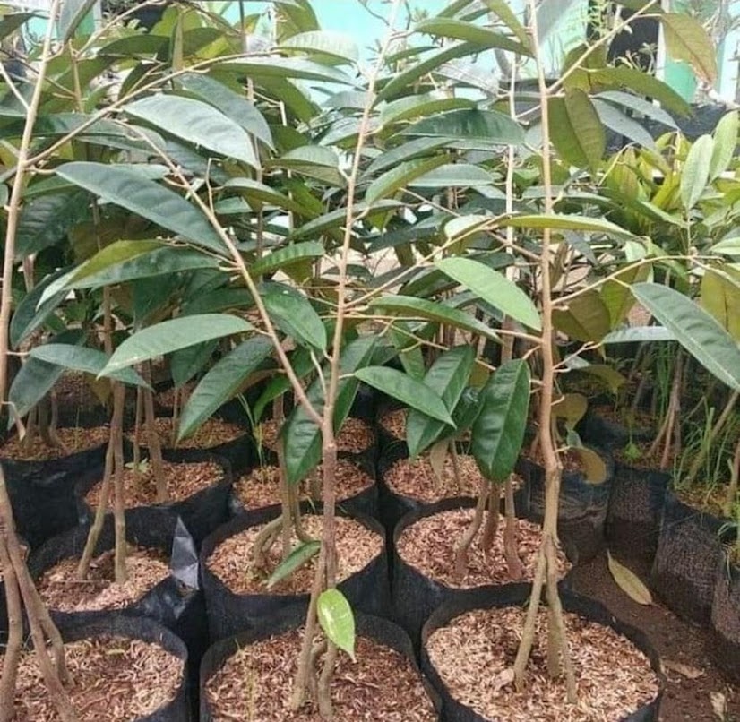 Bibit Durian Duri Hitam Kaki Tiga Kwadungan