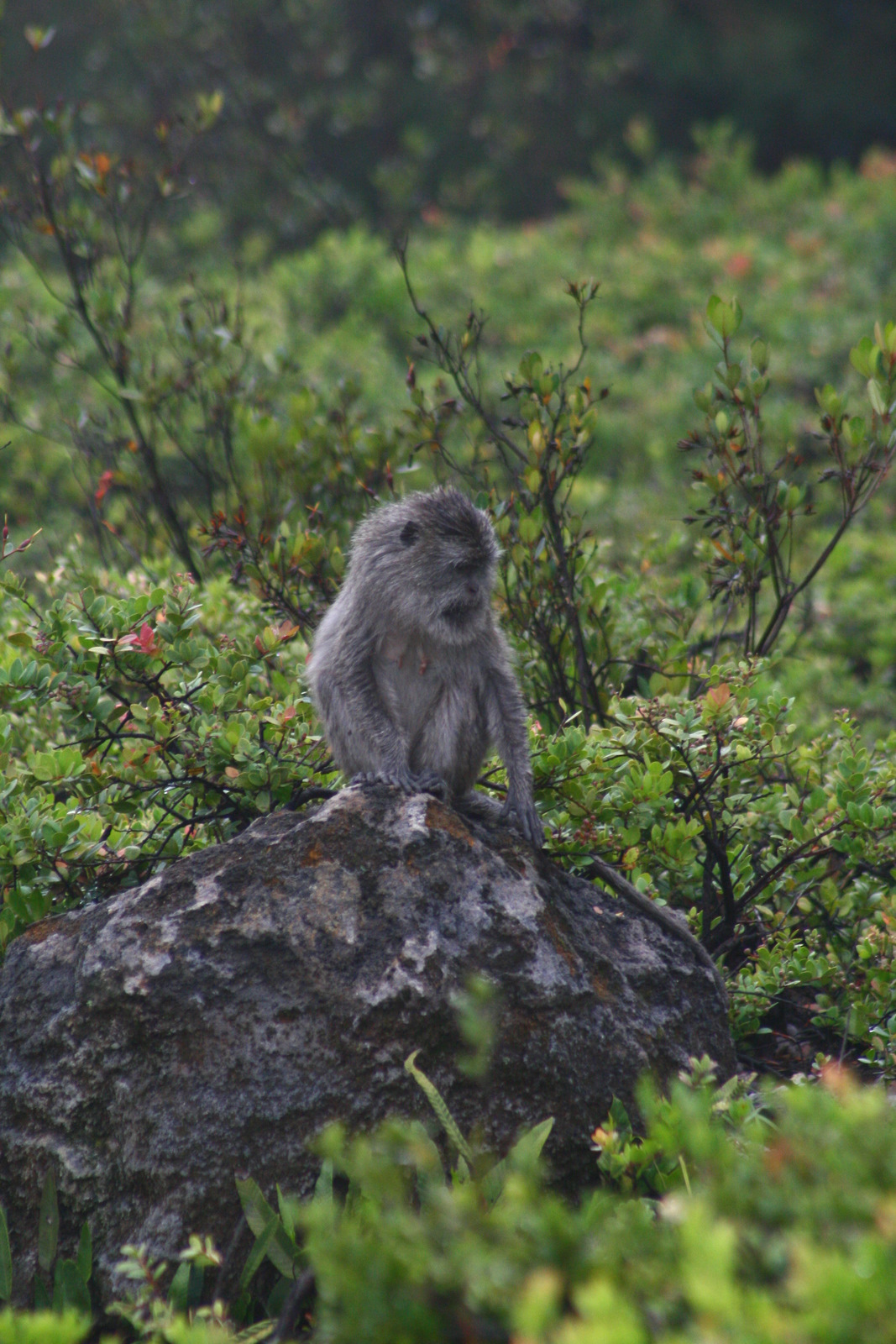 ridwan kehutanan Aktifitas monyet ekor panjang Macaca 