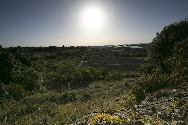 Azienda CO.RA.-Uva da tavola