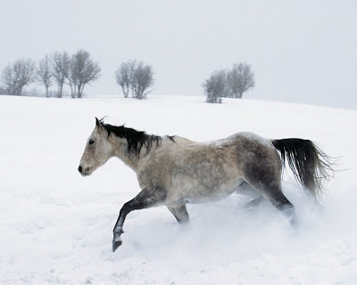 horse desktop wallpapers