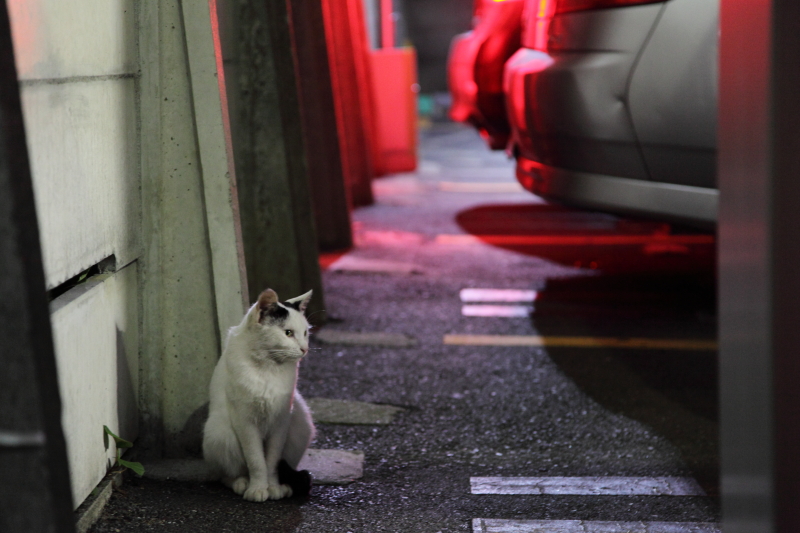 東京猫色 テールランプの赤い光
