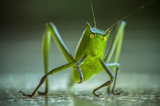 Giant long-legged katydid