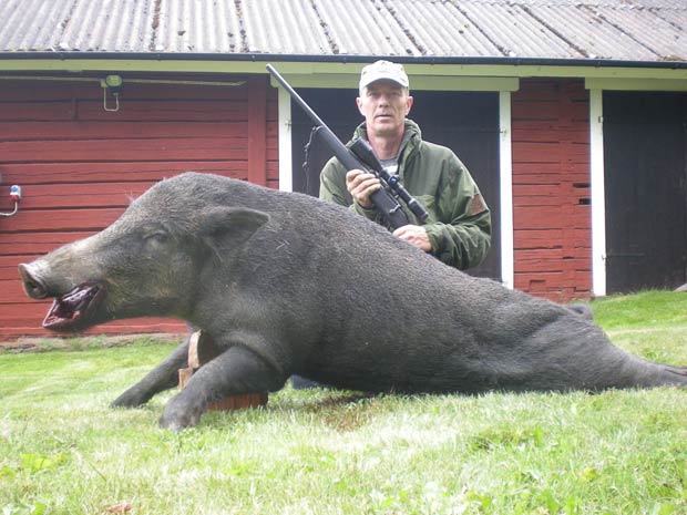 A wild boar that weighed 440lbs (four times bigger than normal) was shot by Odd Arve Haug 