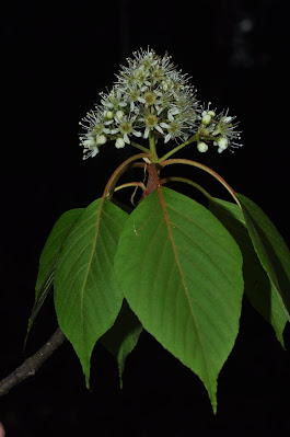 Рябина щитконосная (Sorbus corymbifera)