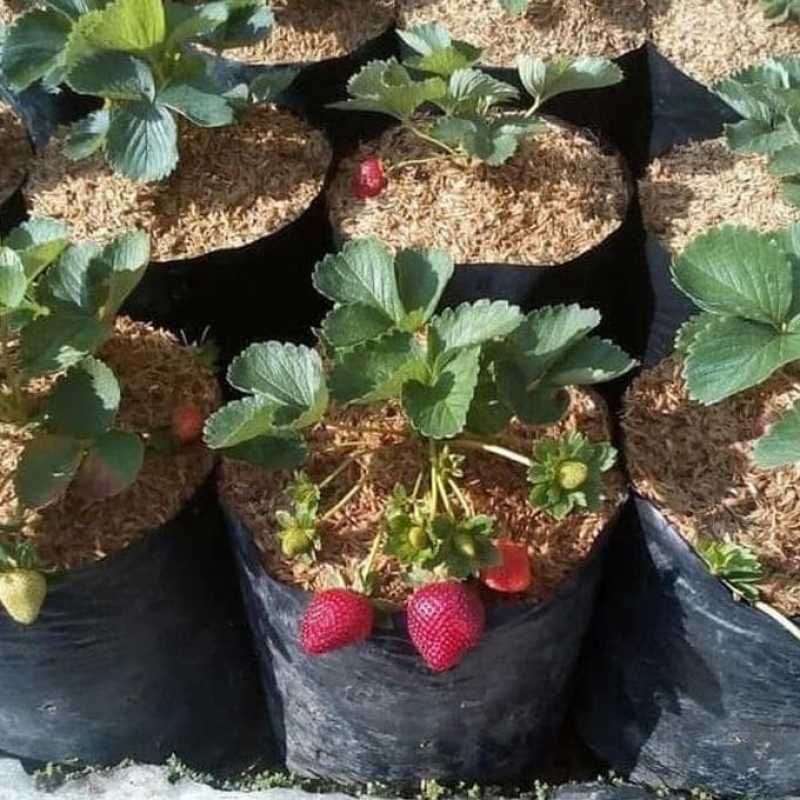 bibit strawberry california kualitas terbaik Aceh