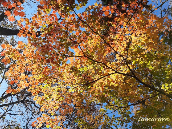 Клён ложнозибольдов (Acer pseudosieboldianum)