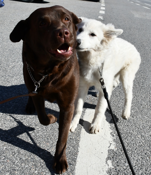 labrador hvit gjeterhund rytterager lemostangen