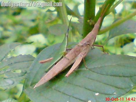 Perkawinan belalang Atractomorpha crenulata dengan warna yang berbeda_4