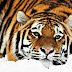 Amazing Wallpapers Of Tigers