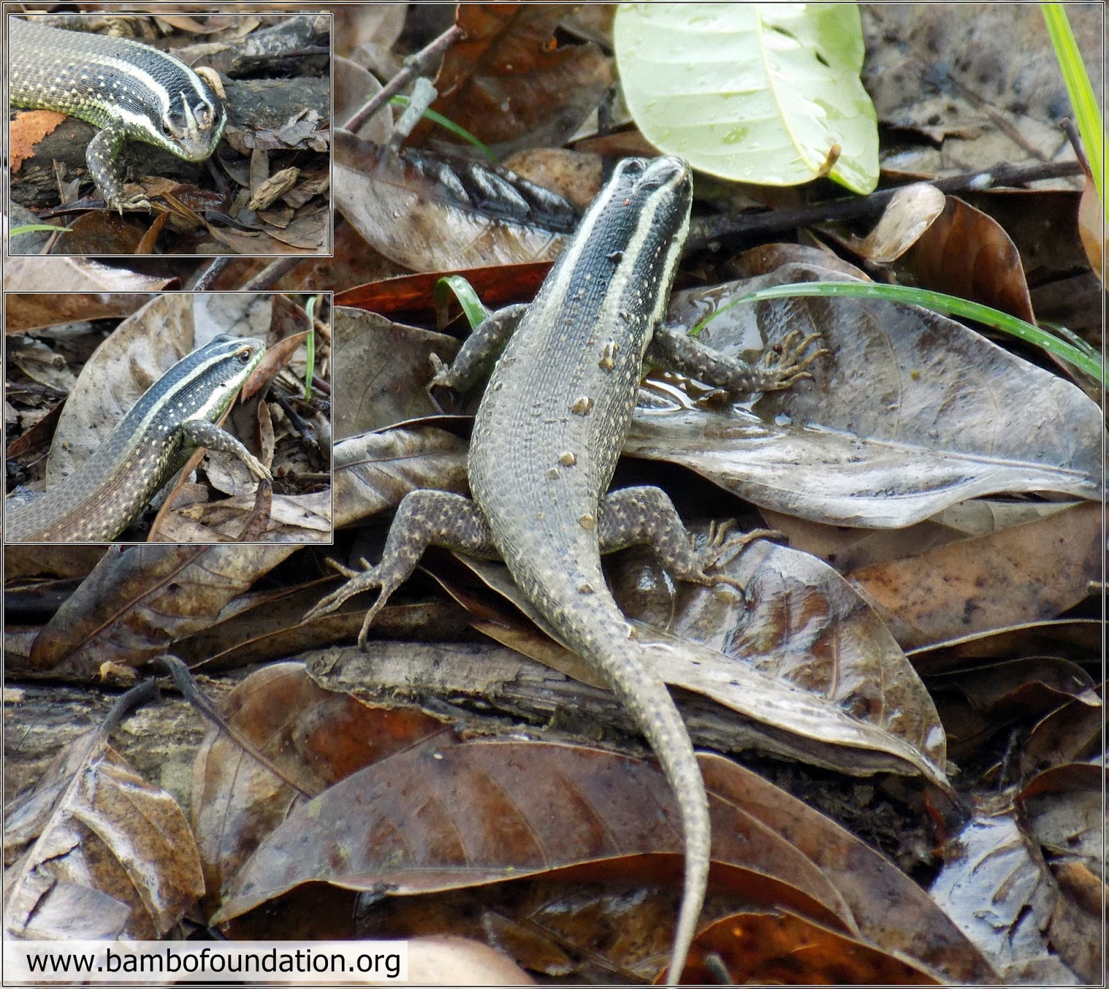 Kadal pohon kalimantan