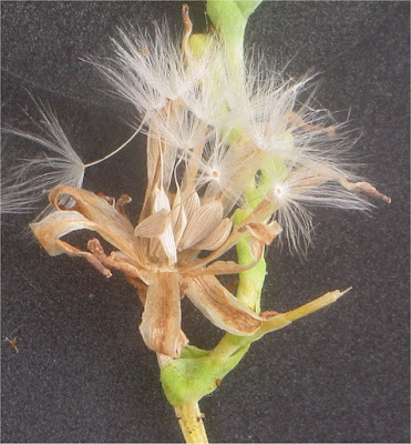 A close up of lettuce seeds emerging from the lettuce seed head