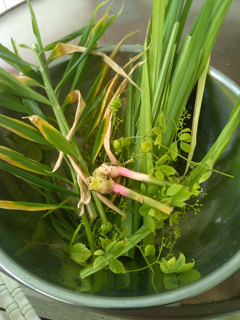 Apartment patio lemongrass harvest