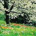 Spring Flowers Wallpaper