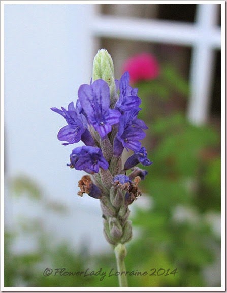 09-23-lavender