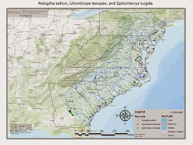  Hydrobiid map